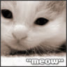 Meo_Miu_Miu