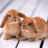 Lapin