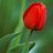 redtulip