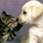 Thien_Lam