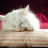 Sunny_saint