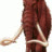 trongluyen