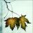 Seifer_hung