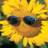 sunflower_cant_cry
