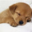 foolish_dreamer