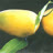 toikhongphailatoi