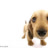 handsome_dog