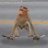 smartmonkey