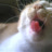 meoconkinkin