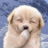 khanhdung_pooh