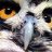 mrowl