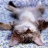 Katie_cat