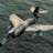 etendard