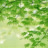 small_maple