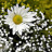 meobong_82