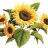 sunflower_92
