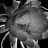 clo_tido