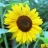 huong_duong_nho_xinh