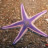 starfish1412