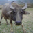 tuandongdo