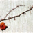 clthuphai