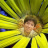 thaibinhitdb