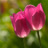 pinktulips