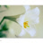 lyzinwhite