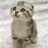 meomeotom3