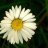 daisy3071989