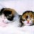 fatcutecat