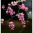 Cat_Tuong