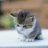 Little_willow