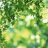 summergreens
