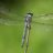 dragonfly_hp