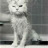 snowbell