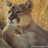 tenderlion