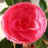 lonely_forever