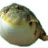cincin